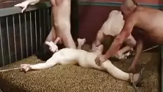 مقيدة ومستغلة من قبل عصابة من الفحول