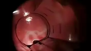 اليابانية البلغارية